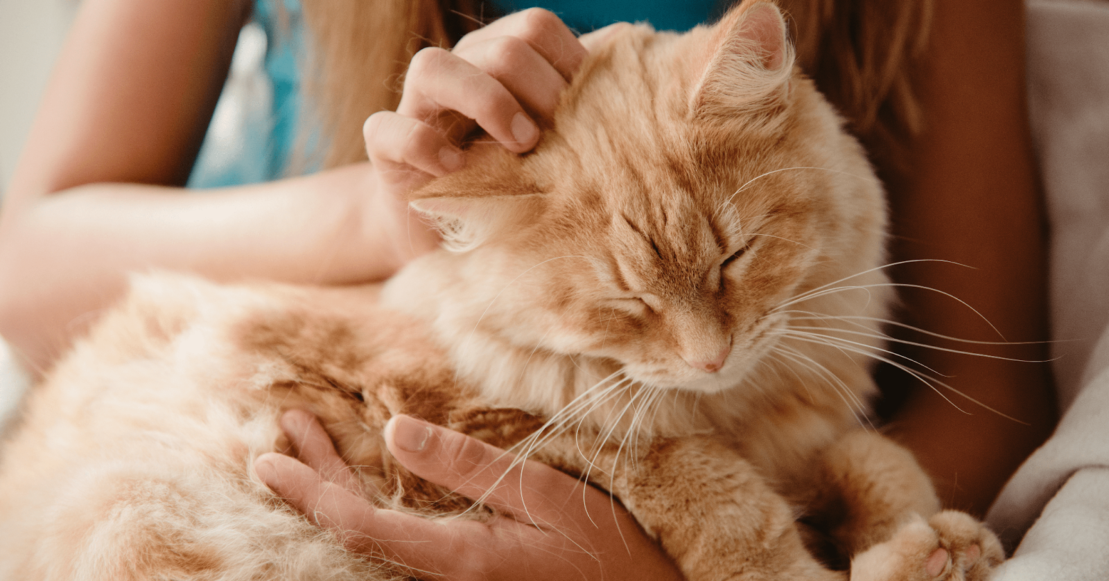 gato amarelo recebendo carinho