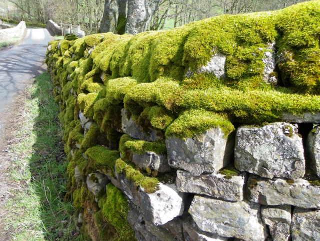 How To Grow Moss On Rocks Moss Lovers