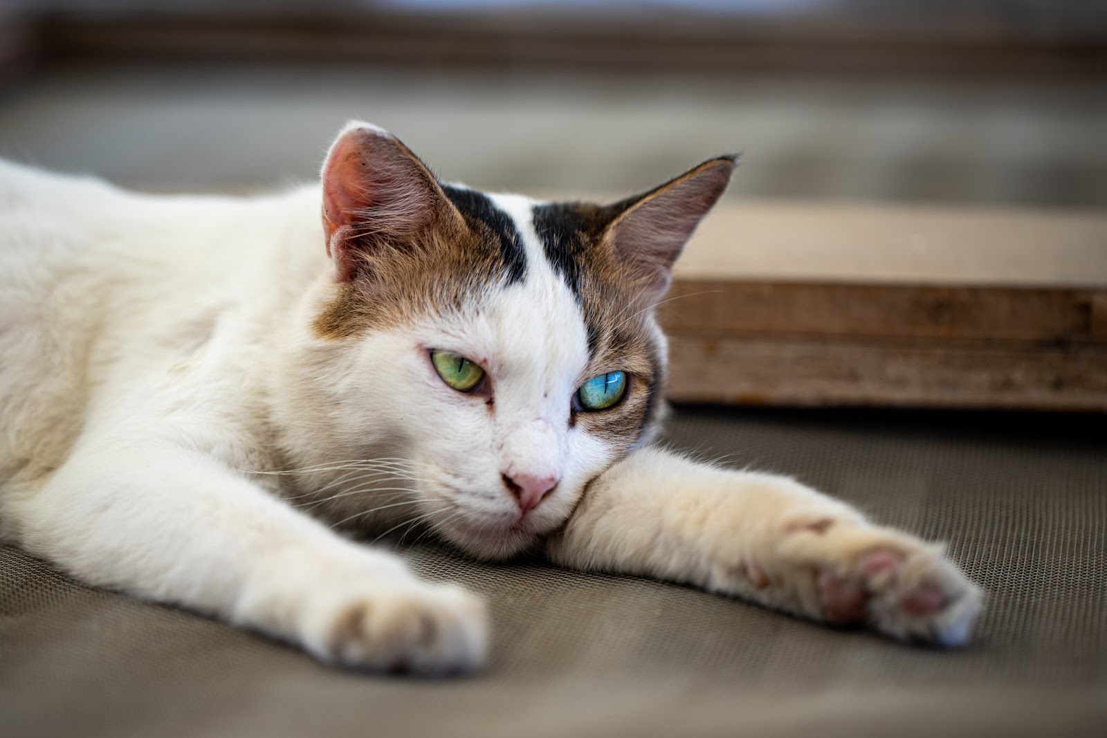 Comment Savoir Si Mon Chat S Ennuie Raisons Et Solutions Vetocanis