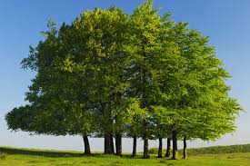 Image result for trees