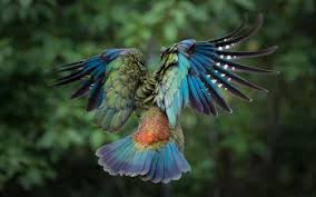 Image result for kea