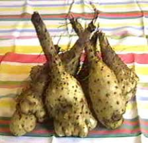 yam roots