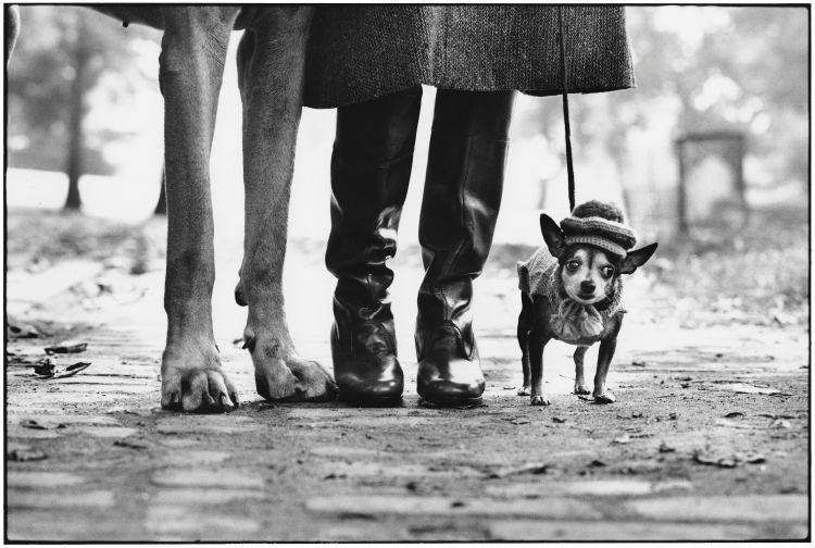 A black and white photo of a small dog wearing a hat, stood next to the legs of its owner and a larger dog, by famous photographer Elliott Erwitt