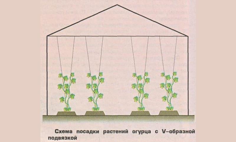 C:\Users\Антон\Desktop\iloveimg-compressed(11)\v-образная подвязка.jpg