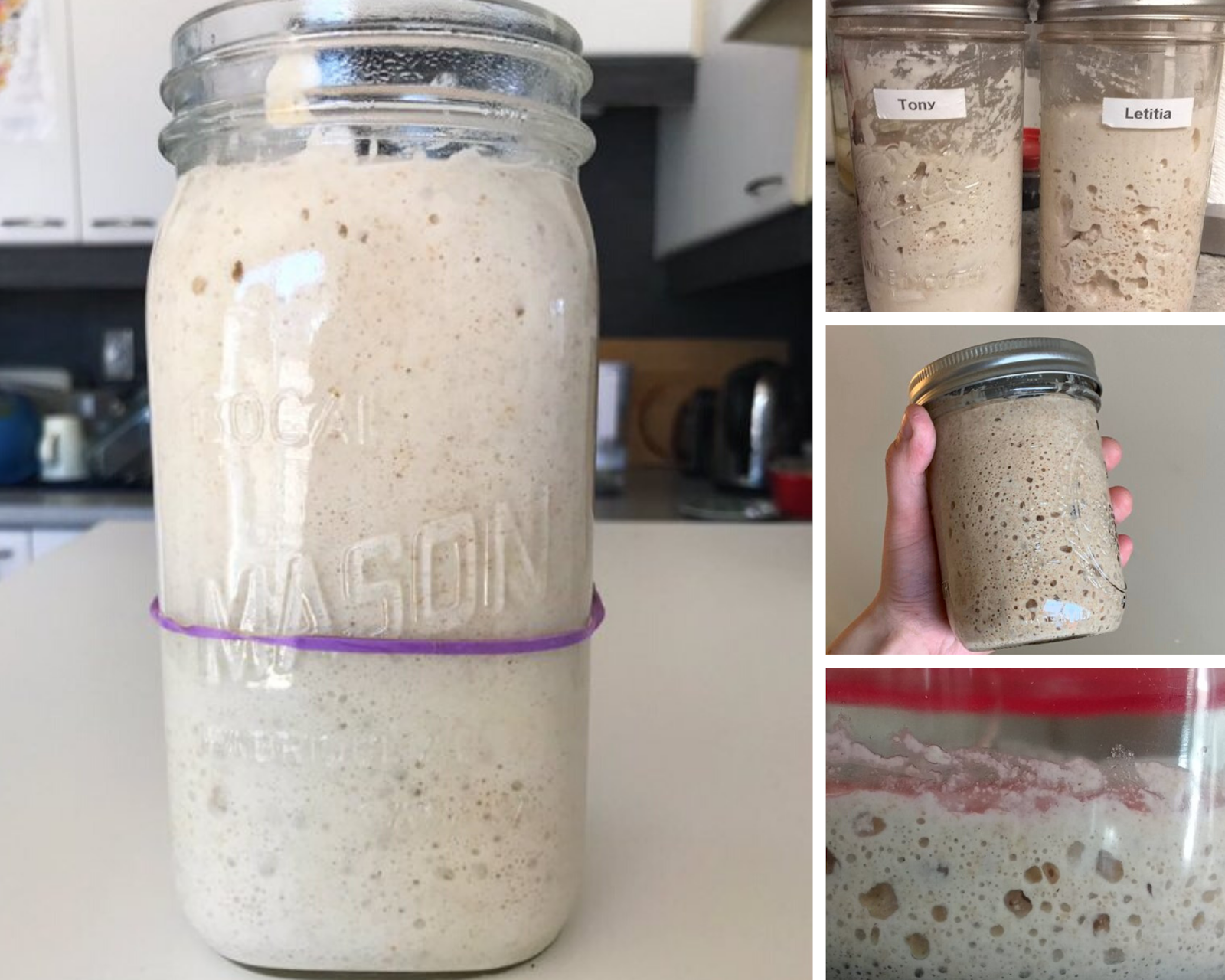 Five different sourdough starters.