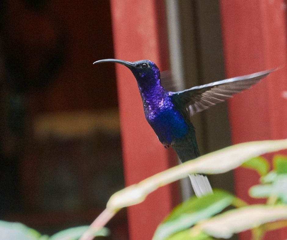 The Hummingbird Garden, Costa Rica