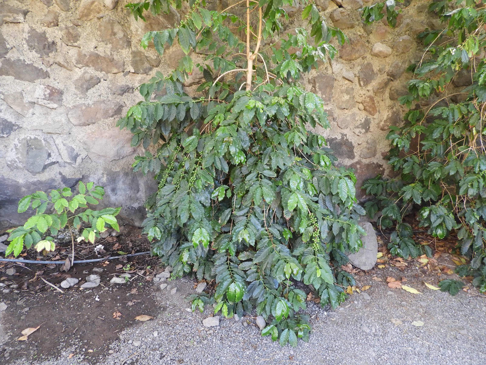 Finca La Laja, Gran Canaria