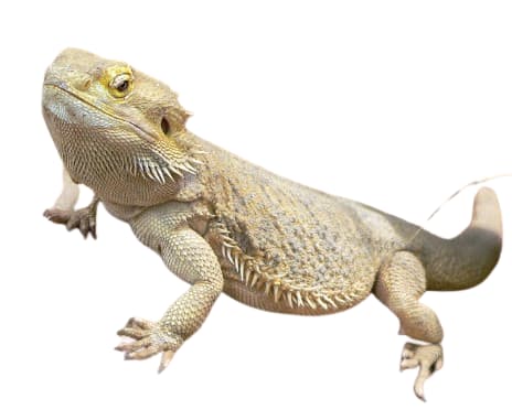 central or inland bearded dragon morph