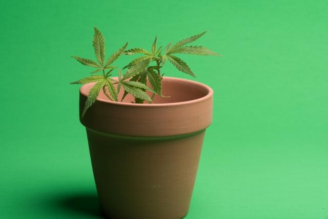 花瓶に入った植物

自動的に生成された説明