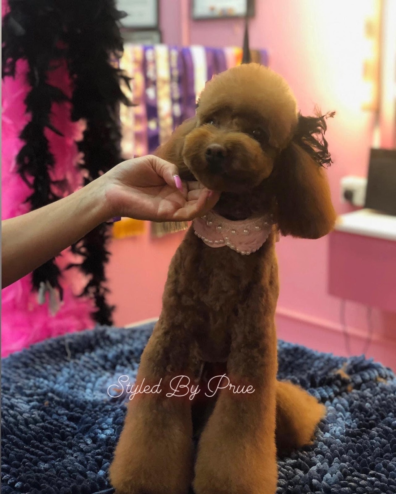 brown cavoodle with pink ribbon