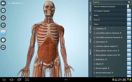 Download Anatomy 3D - Anatronica apk