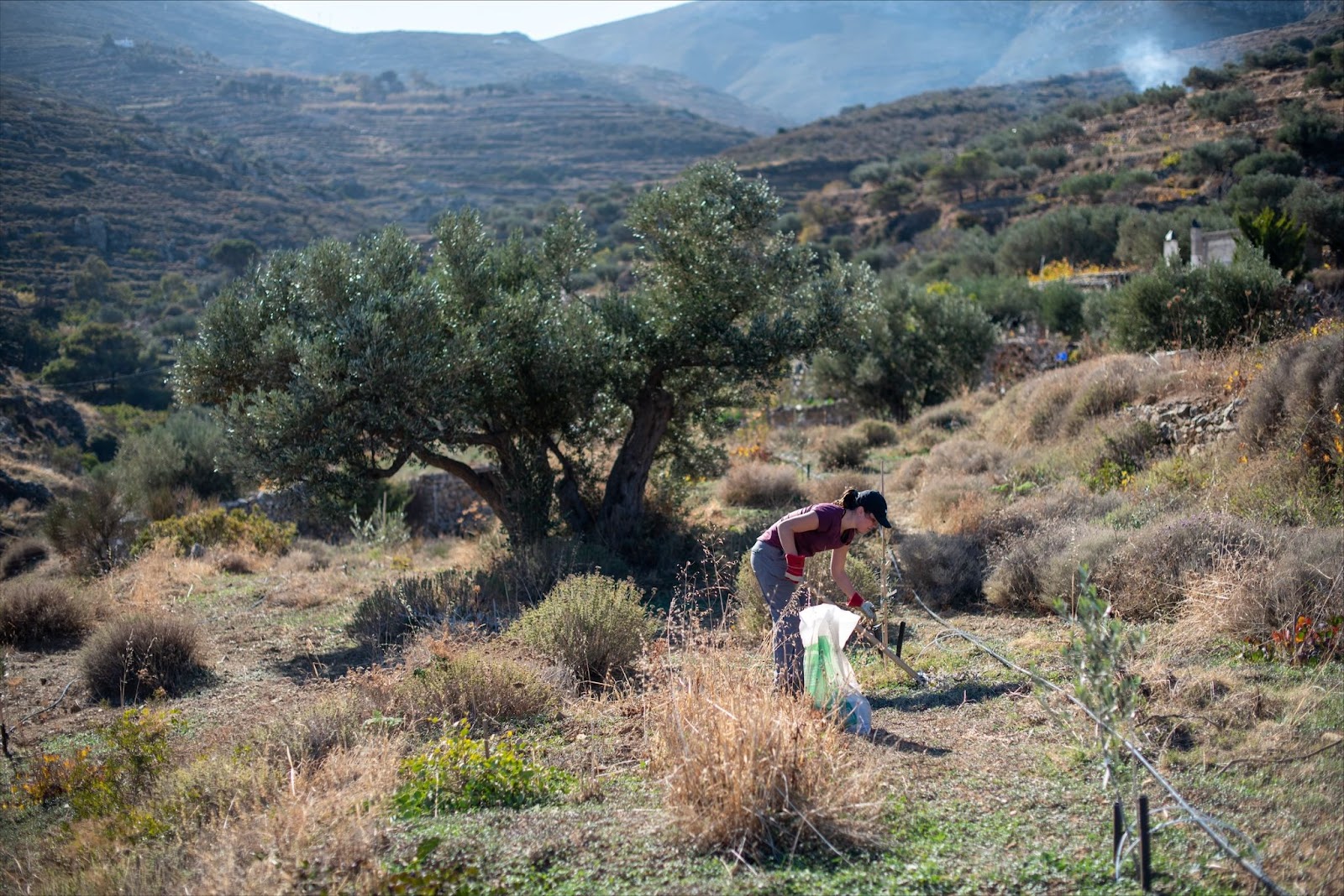 Farming in The Mediterranean - CYA Students Volunteer at Petra Farm, Paros. 4PIDafRhRhNlePRmwTFKBICEYYcA5uGnmobKqkz4OLw5b