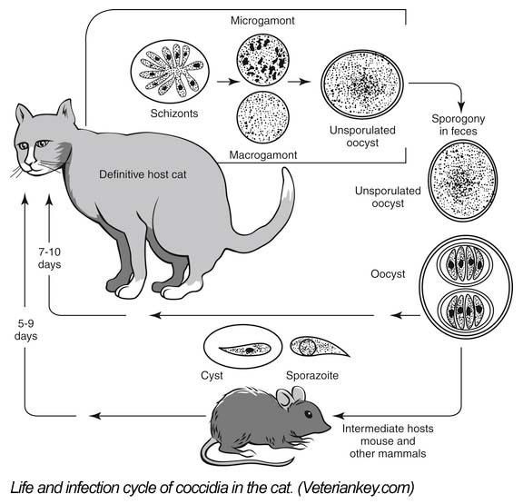 Ponazuril for Cats - NexGen Pharmaceuticals