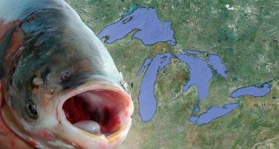 Image result for asian carp great lakes
