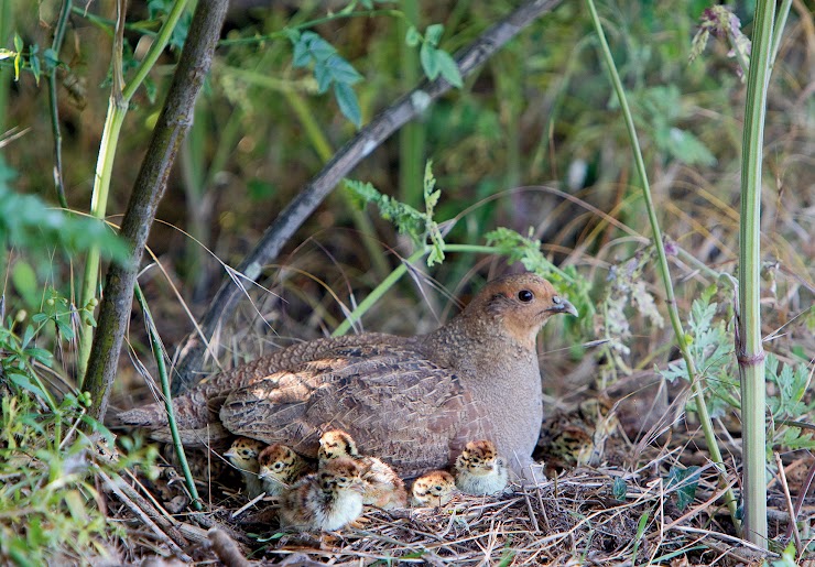 Female partridge with chicks. Photo credit: David Mason