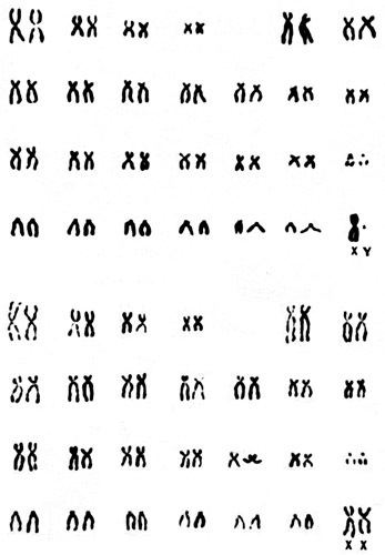 Karyotypes of male and female talapoin monkeys