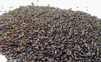 Psyllium grains are a source of non fermentable, soluble fiber with a strong hygroscopic power