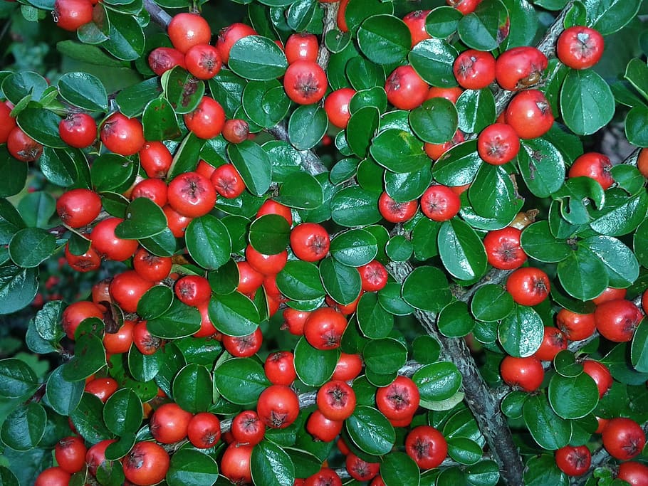 https://c1.wallpaperflare.com/preview/798/890/369/cotoneaster-berries-red-bush.jpg