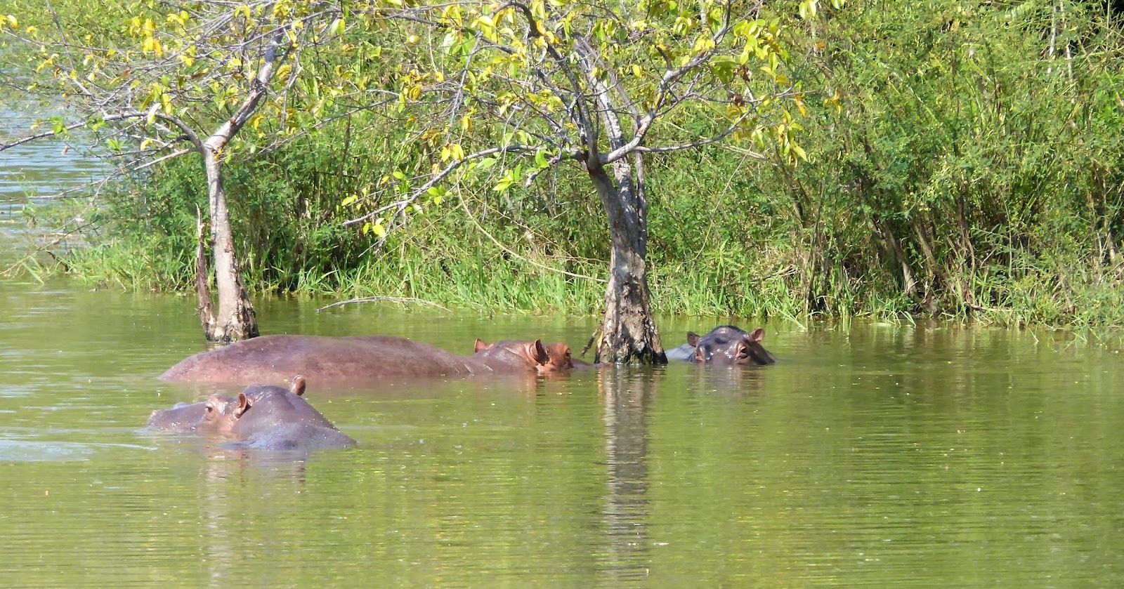 A group of narco hippos 