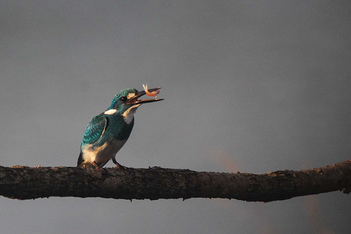 The main target Cerulean Kingfisher with prey