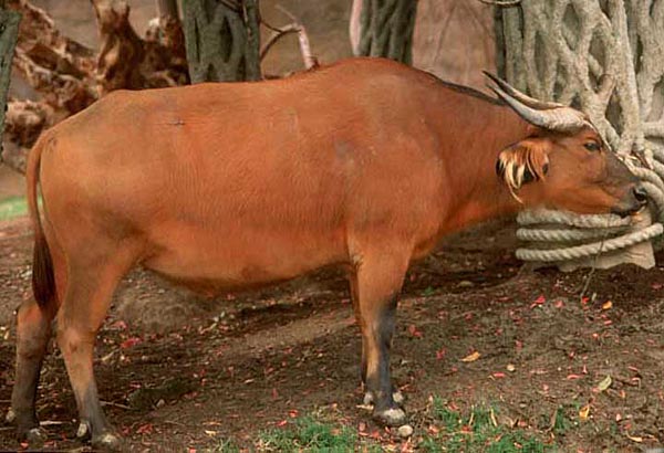 Congo (forest) buffalo
