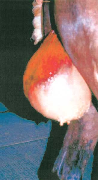 Premature separation of the chorioallantois is common in mares with placentitis. 