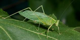 Image result for katydid