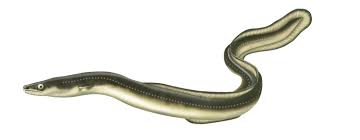 Image result for eels