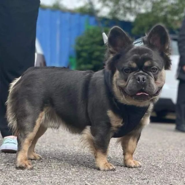 Barney the Fluffy Frenchie