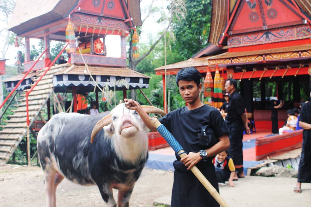 upacara adat toraja