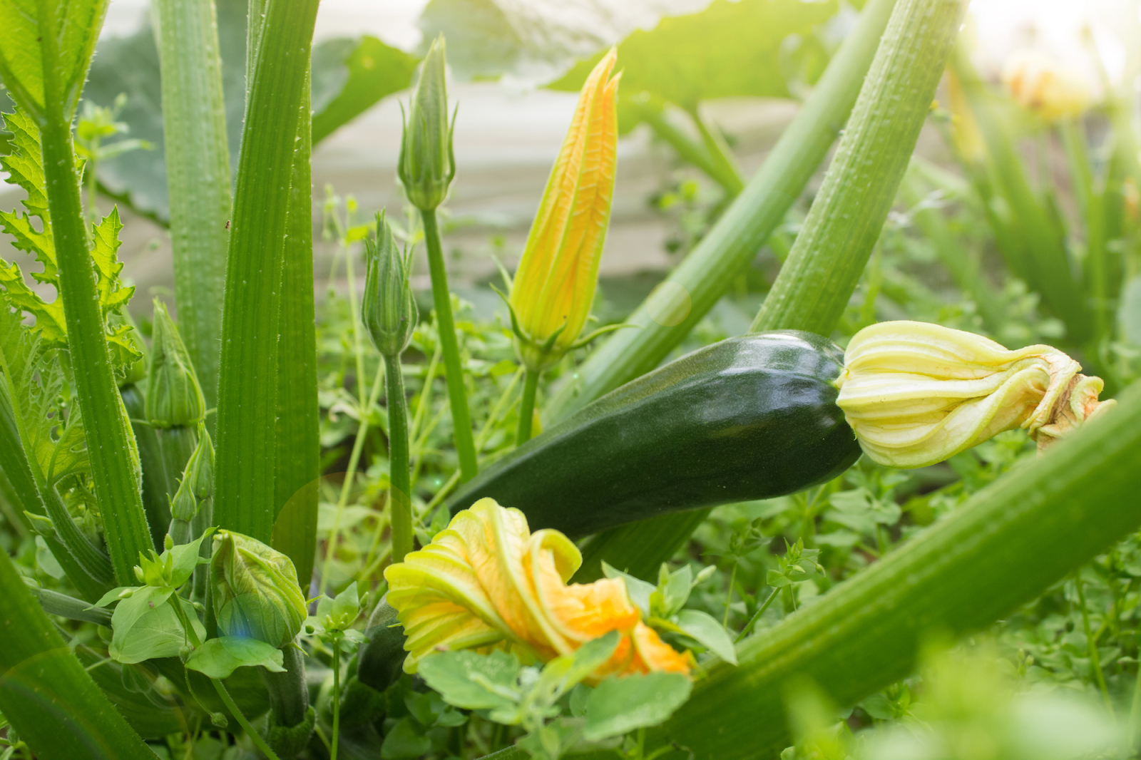 Close-up photo of fresh yellow zucchini blossoms with long green stems and delicate petals