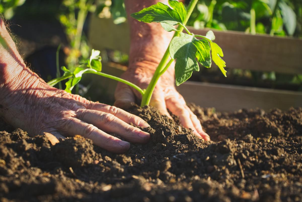 Do tomato plants like acidic soil