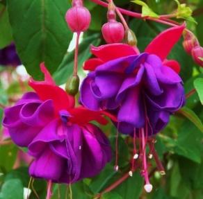 https://mikesgardentop5plants.files.wordpress.com/2011/08/fdarkeyes.jpg
