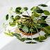 5 plants that are similar to Hoyas and can be good alternatives 