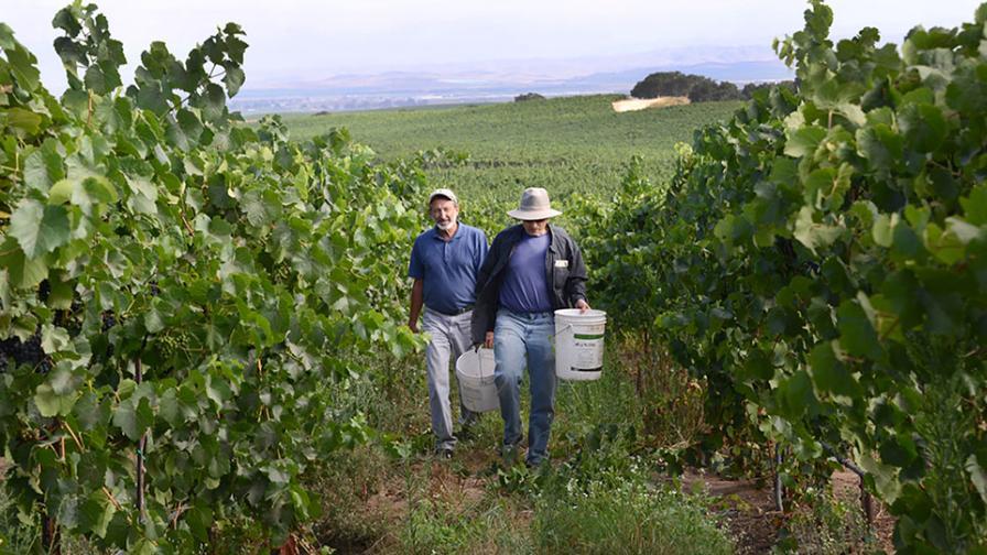 Doug Beck and Milt McGiffen on grape harvest