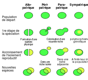 Fichier: Modes de spéciation fr.svg