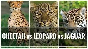 Image result for A Tiger and a Cheetah fighting