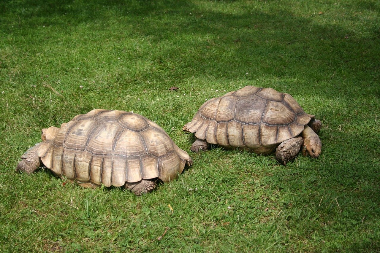 Two tortoises