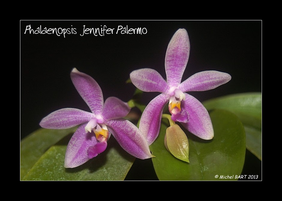 Phalaenopsis Jennifer Palermo 4mexzz-T21wX4ijljMzT6VRiwhYSb0I6JjqIia_7grU=w940-h671-no