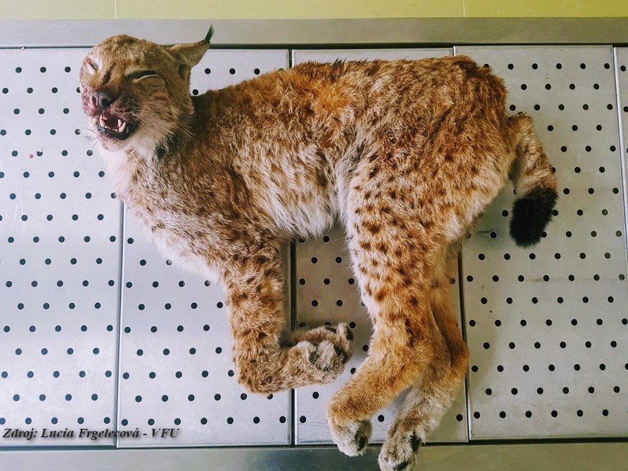 The dead male lynx was transported for autopsy to the Faculty of Veterinary and Pharmaceutical Sciences in< >Brno; source: Lucia Frgelecová, VFU