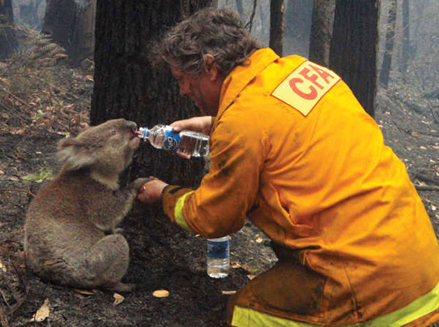 firefighter koala