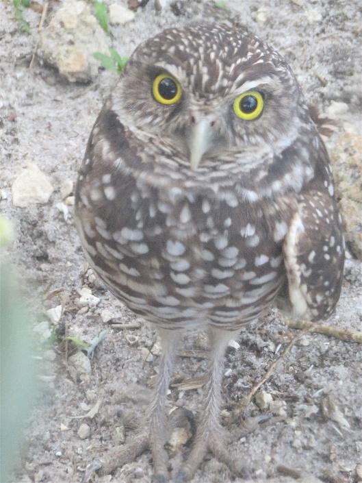 A brown and white owl

Description automatically generated with low confidence