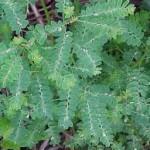 Phyllanthus niruri