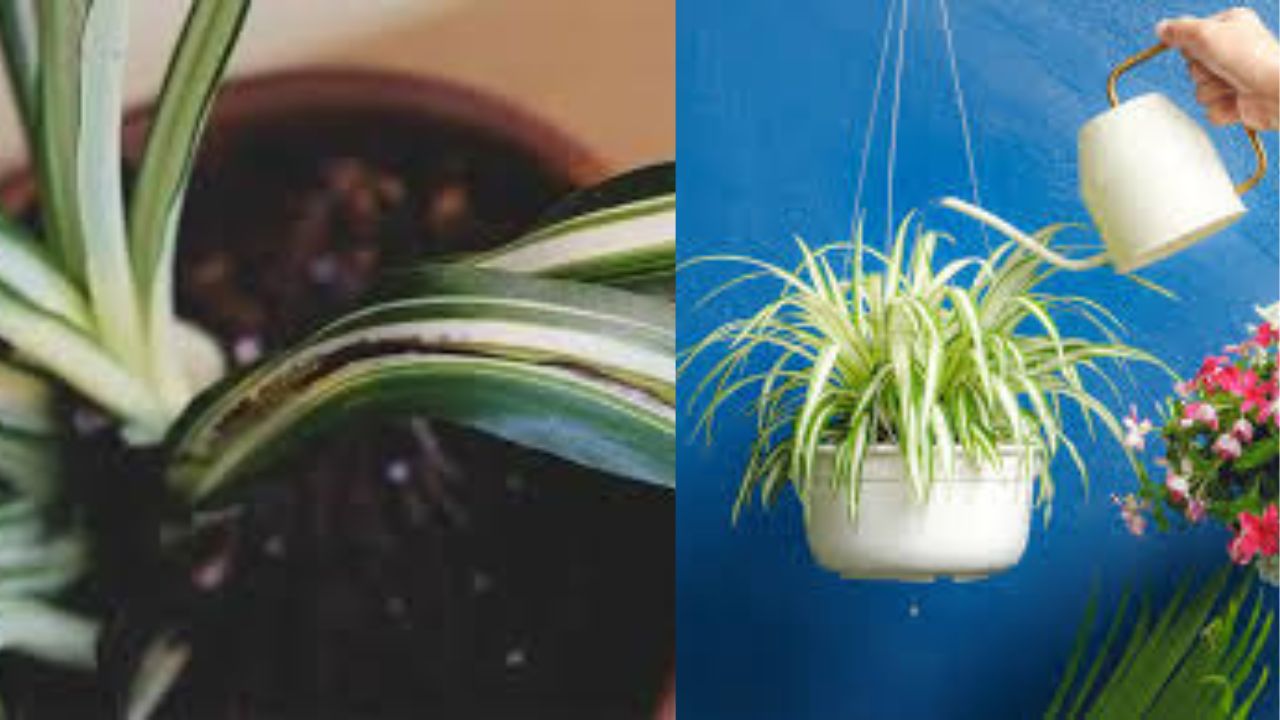 Lack Of Water Can Cause Spider Plant Drooping
