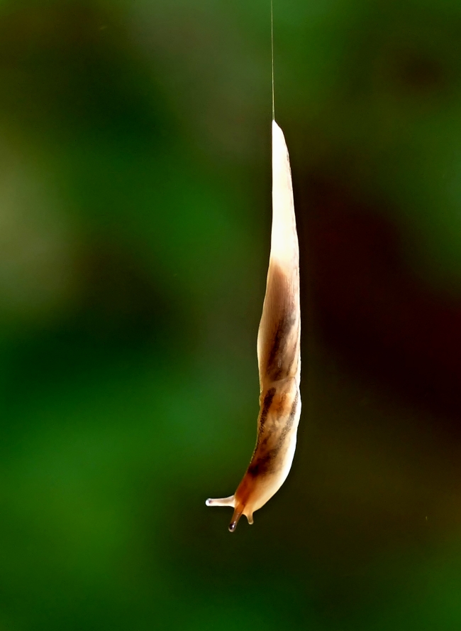 abseiling slug