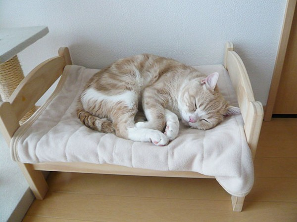 ที่นอนของแมว