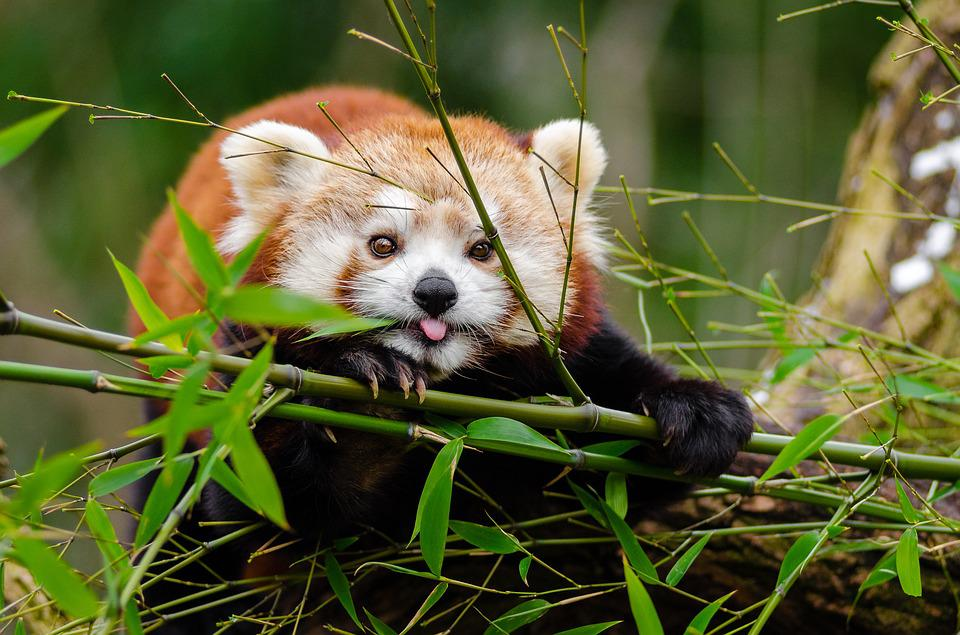 Redpanda wildlife photography