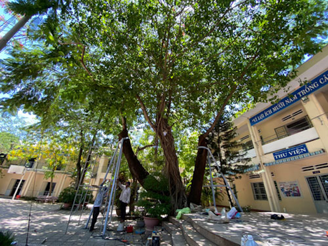 Dịch vụ Cắt tỉa cây xanh tại mộc hóa giúp nhà trường tiết kiệm thời gian, công sức