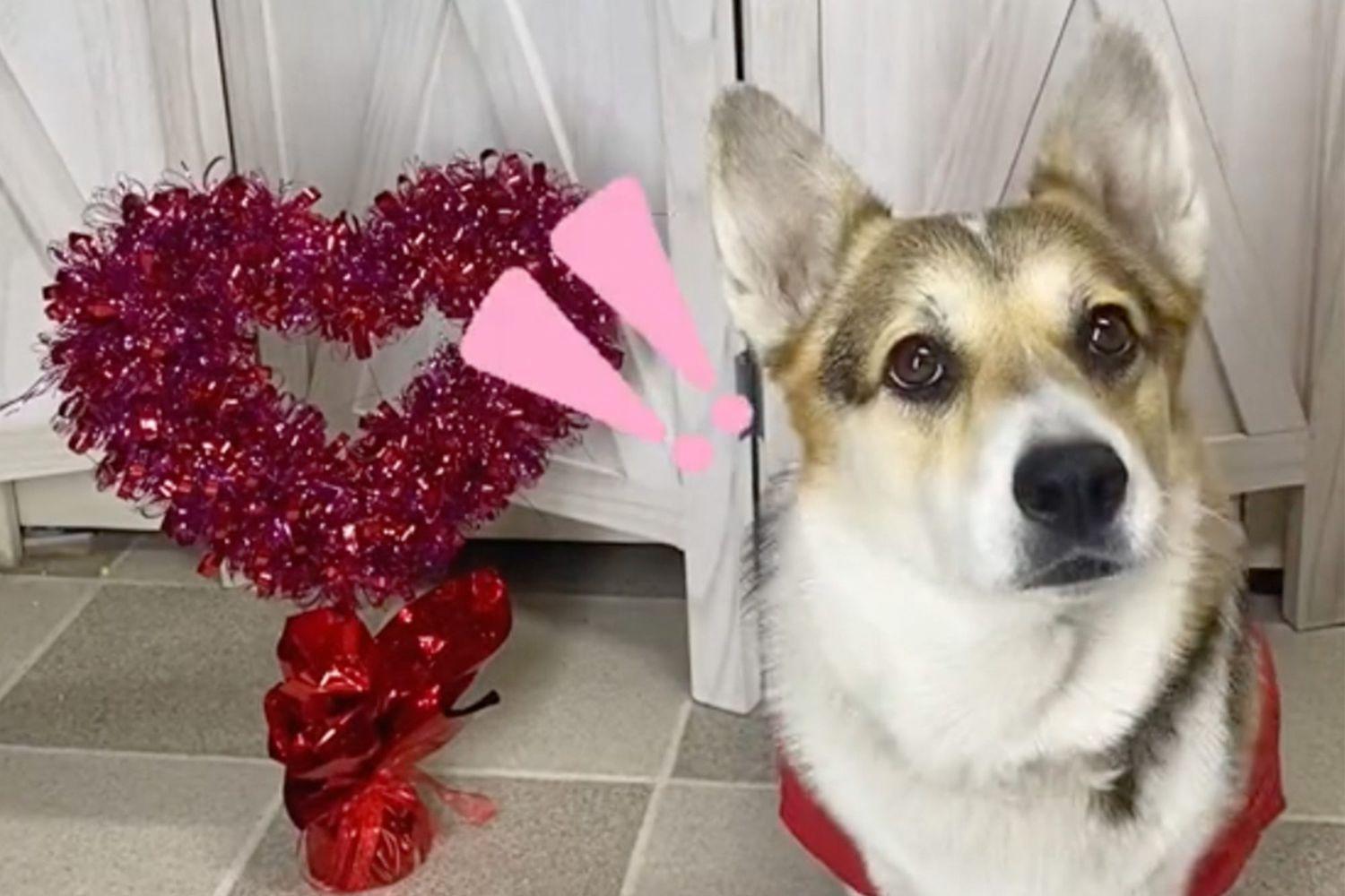 3 Easy DIY Valentine's Day Gifts For Your Dog or Cat