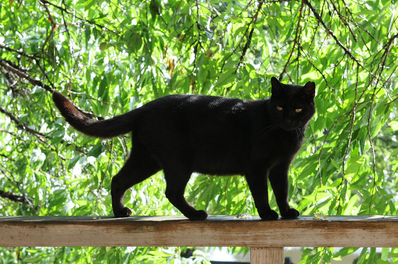 File:Black cat on a railing ...